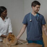 animal doctor care