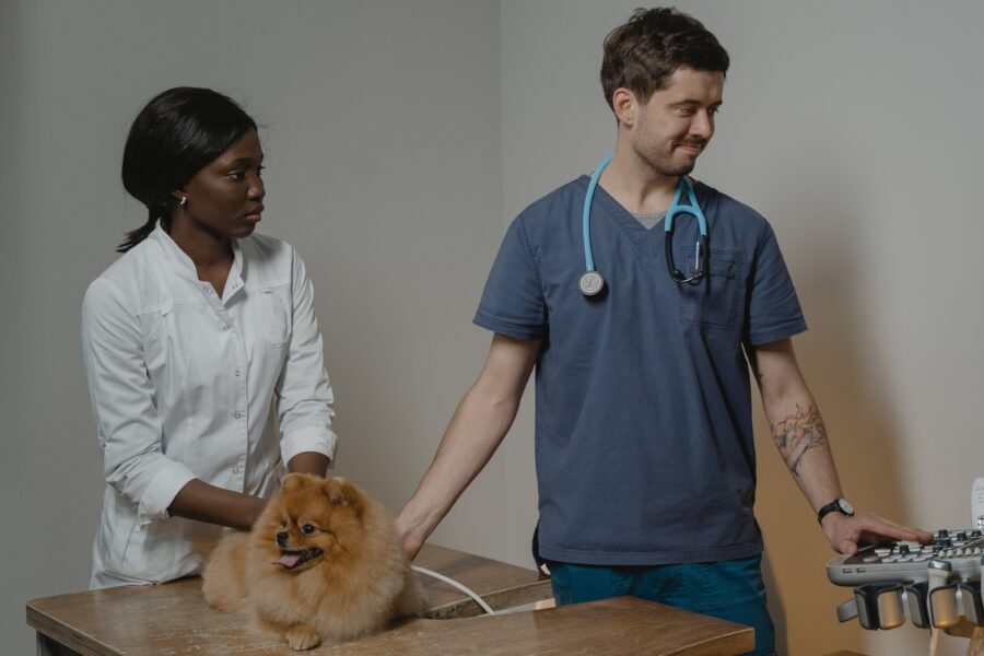 animal doctor care