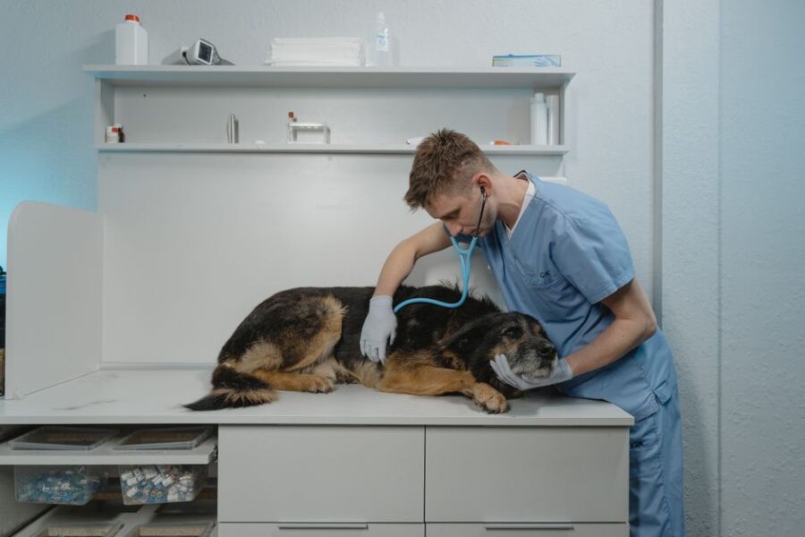 Huisdieren bij de dierenarts