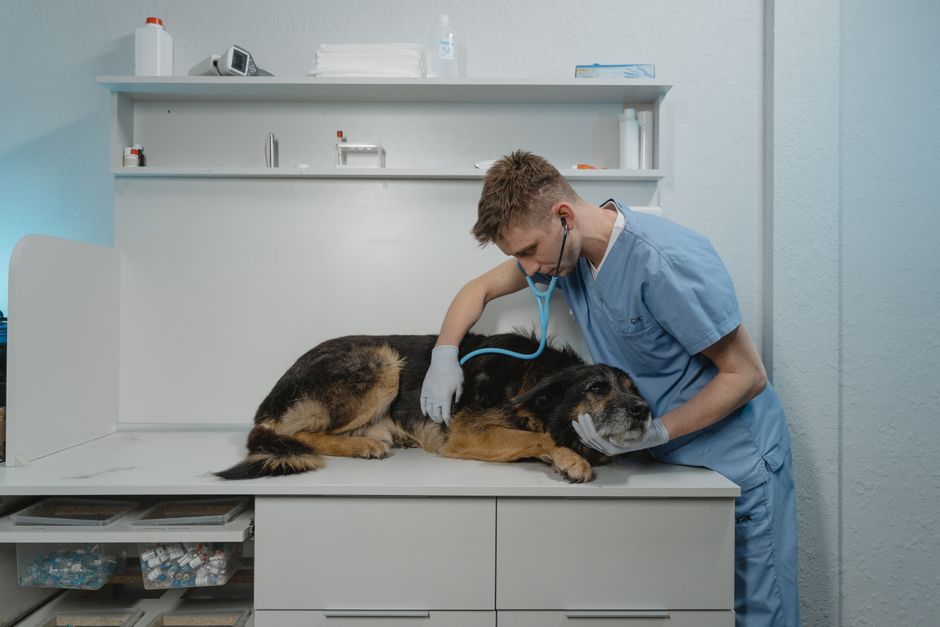 Huisdieren bij de dierenarts