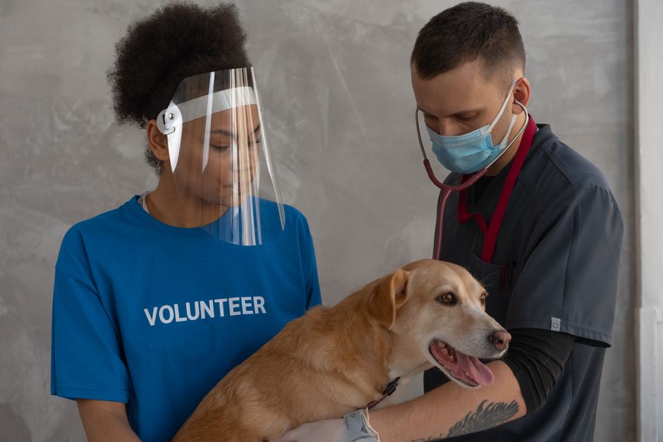 Gelukkige hond met een dierenverzekering