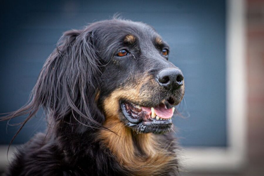 Een gelukkige hond die buiten speelt