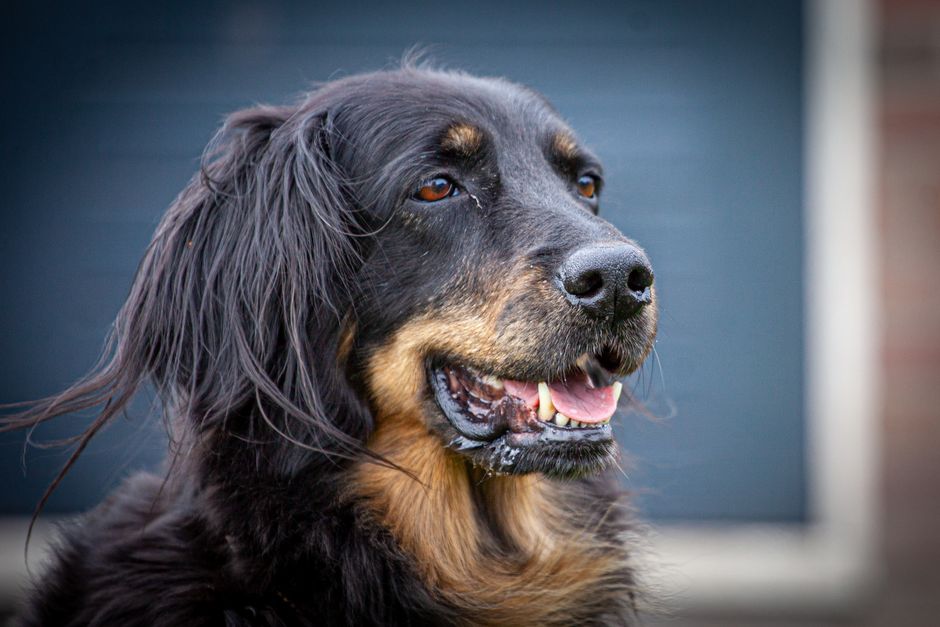 Een gelukkige hond die buiten speelt