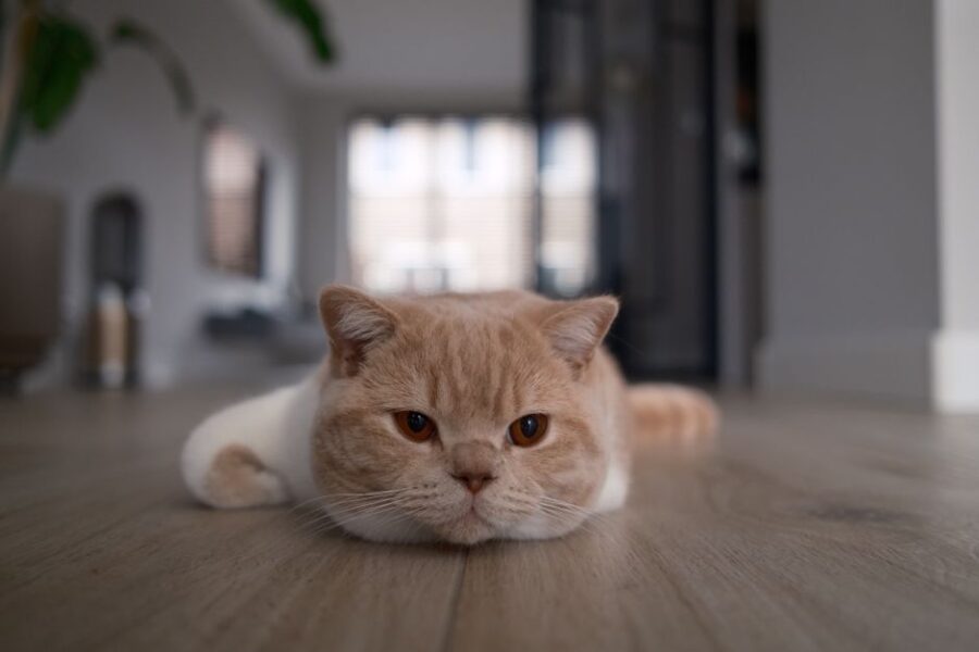 Een gelukkige hond en kat samen