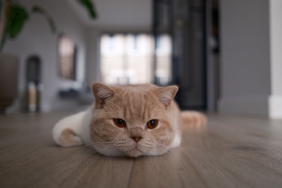 Een gelukkige hond en kat samen
