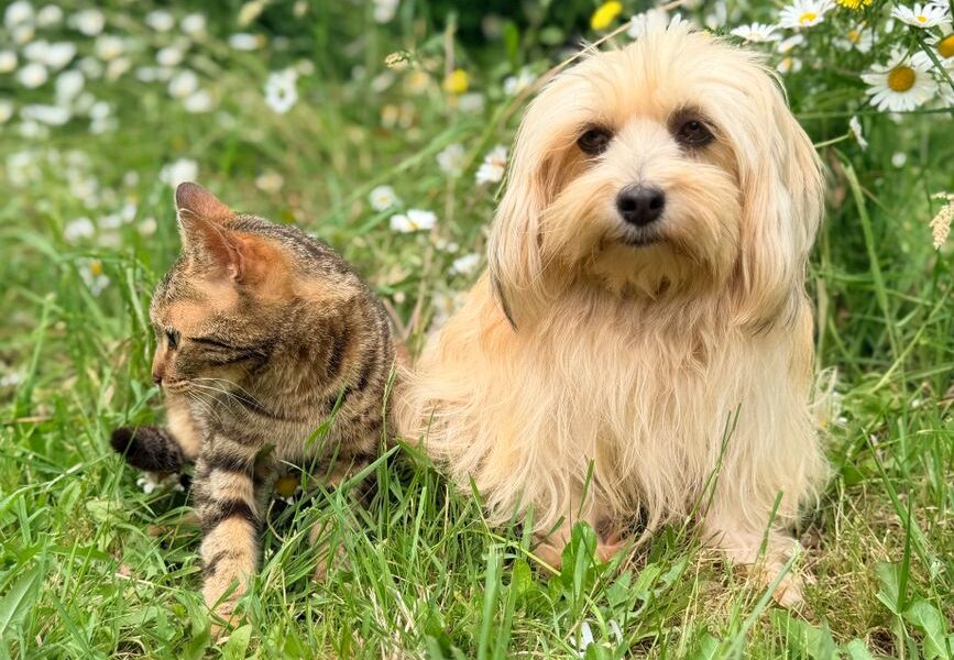 Een blije hond met een verzorger