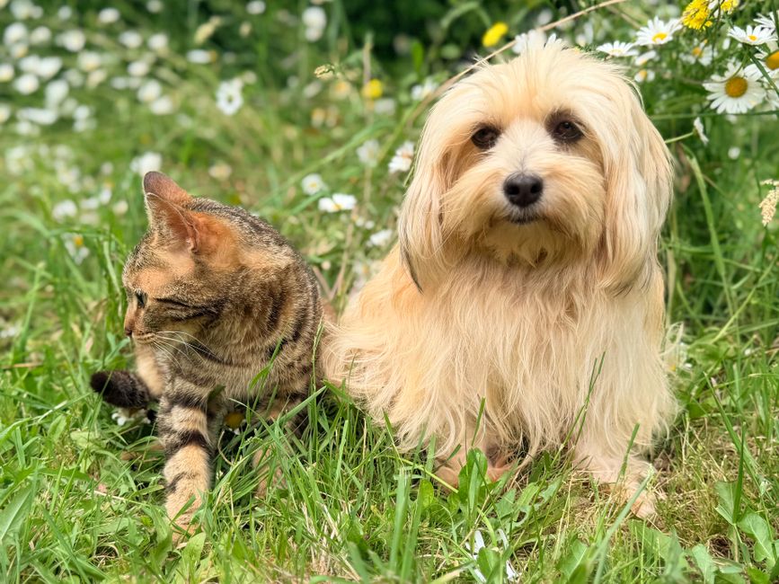 Een blije hond met een verzorger