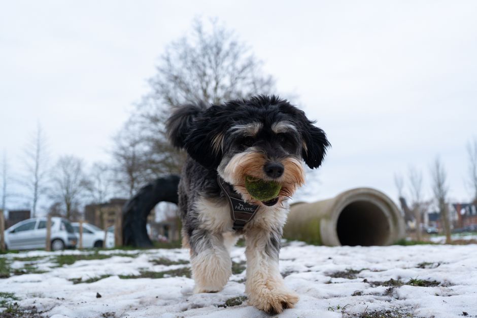 Gelukkige huisdieren met een dierenarts