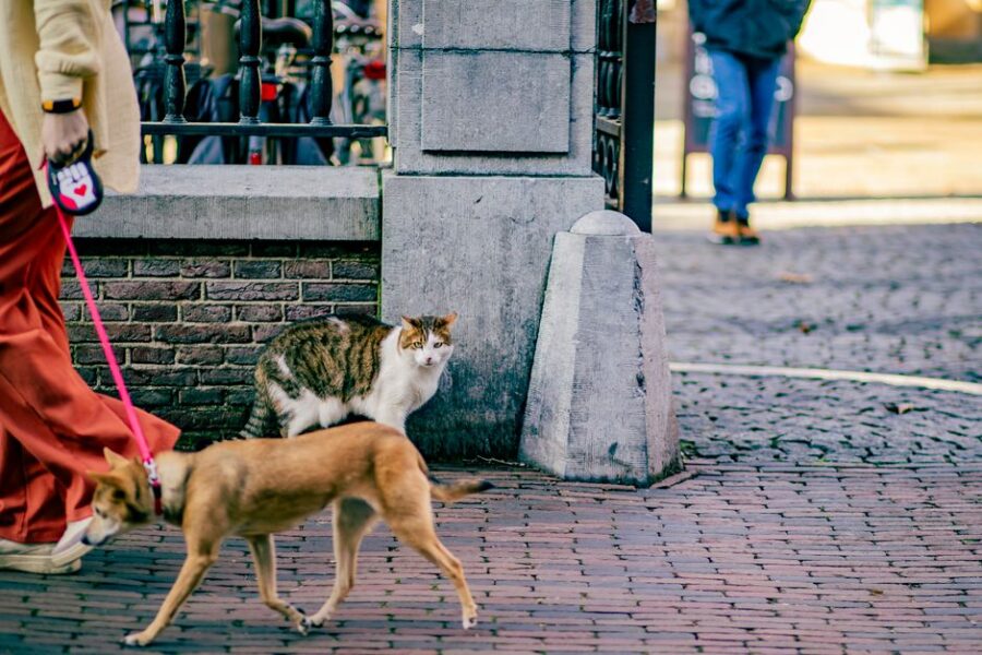 Aansprakelijkheidsverzekering voor huurders
