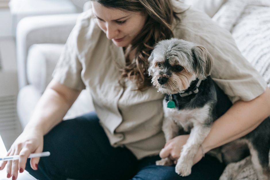 Verschillende huisdieren zoals honden en katten