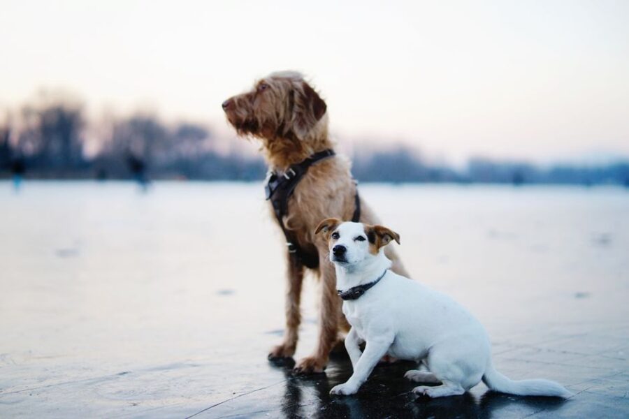 Gelukkige hond en kat