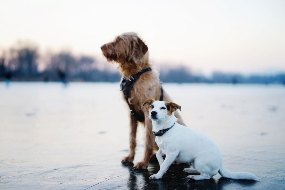 Gelukkige hond en kat