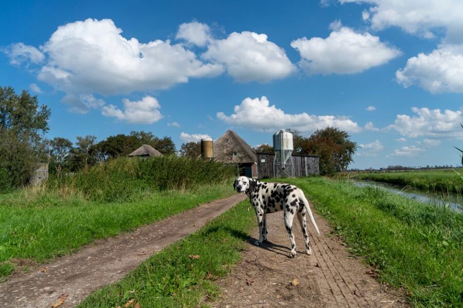 Zorg voor huisdieren