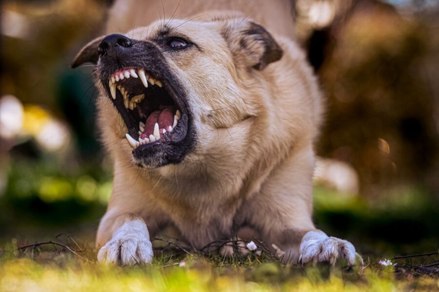 Hond die bijt