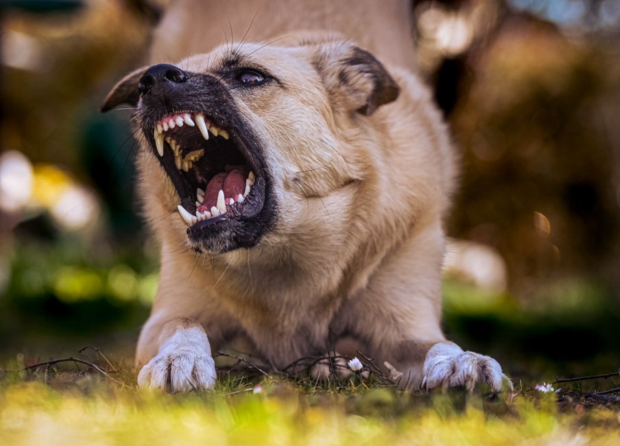 Hond die bijt