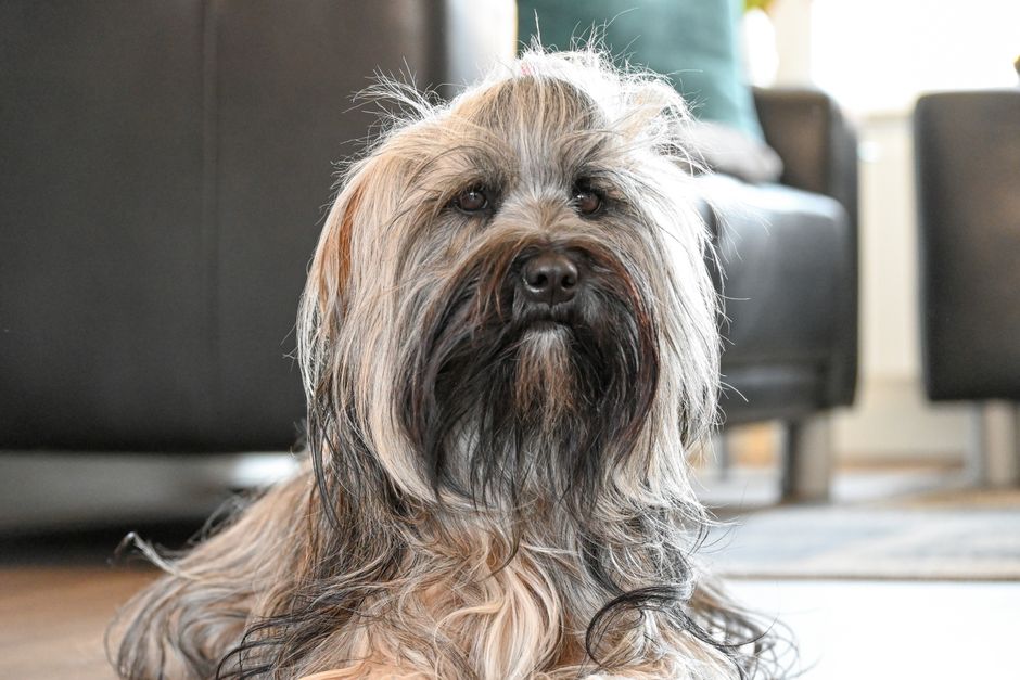 Hond speelt met een bal in het park