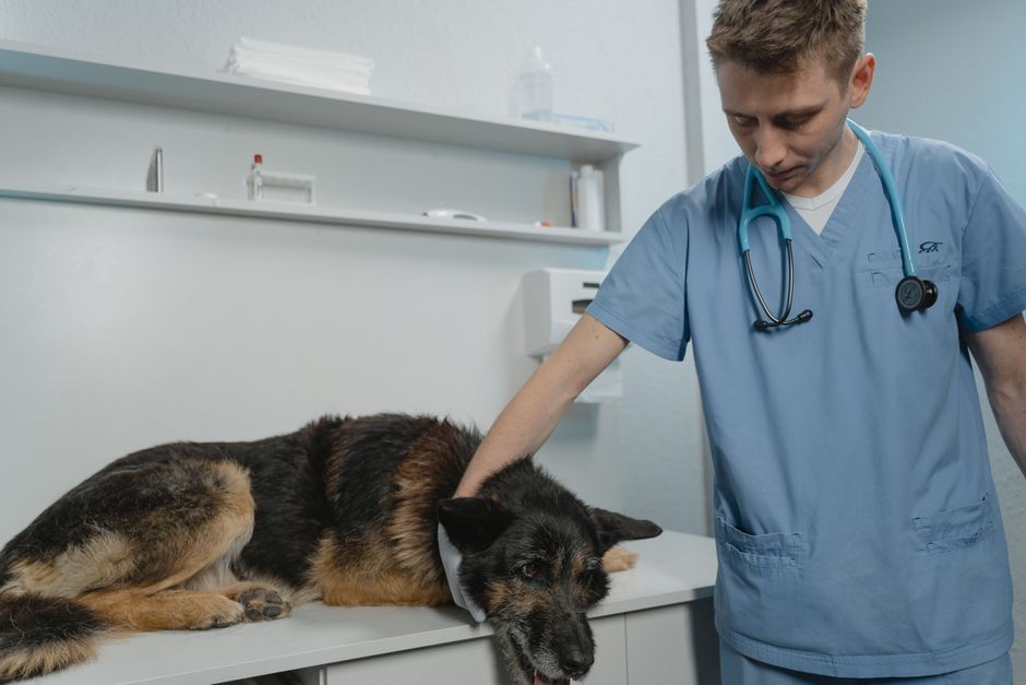 Hond en kat in dierenartspraktijk