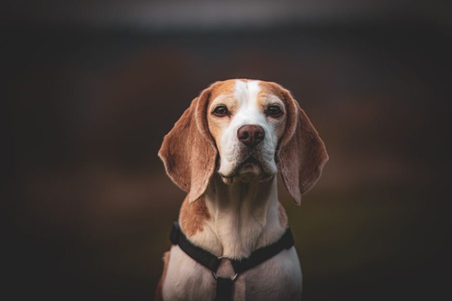 Hond in een dierenartspraktijk
