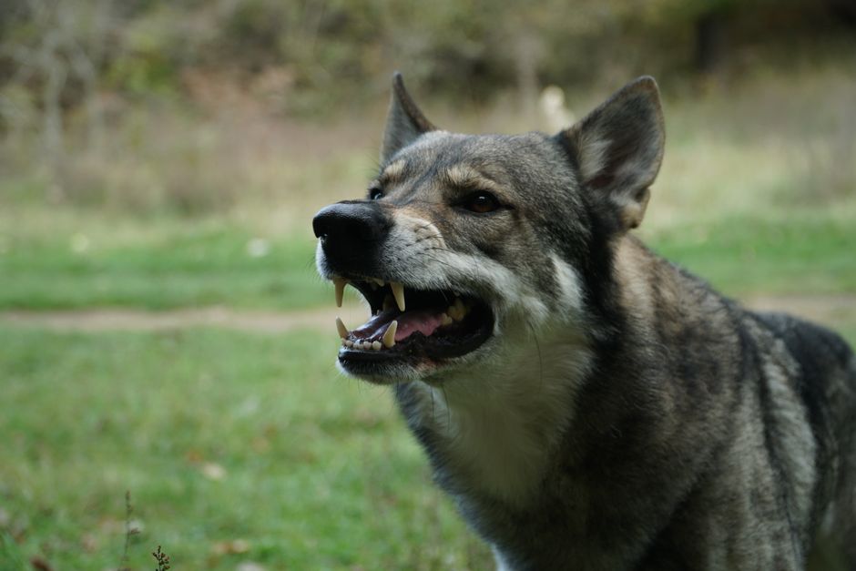 Hond bijtincident, aansprakelijkheid en verzekering