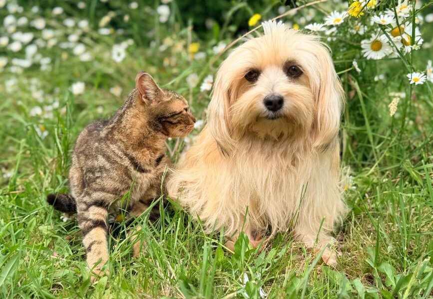 oudere hond en kat samen