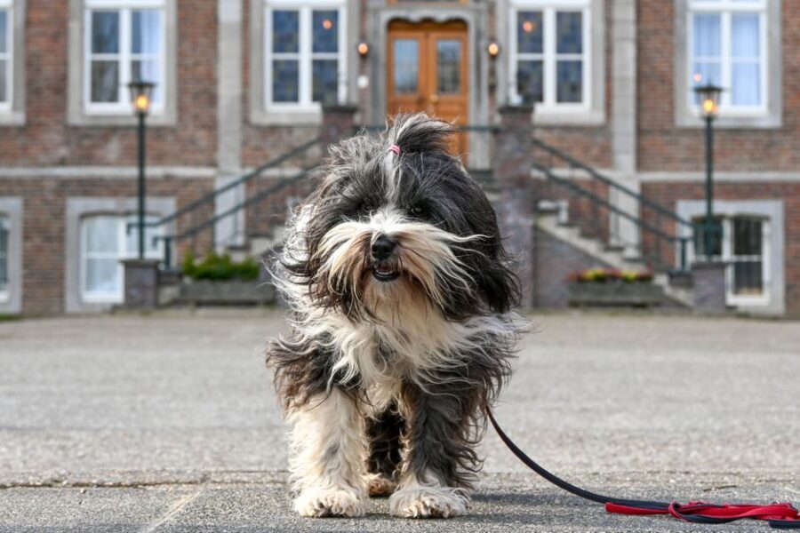 Een hond en kat samen op de bank