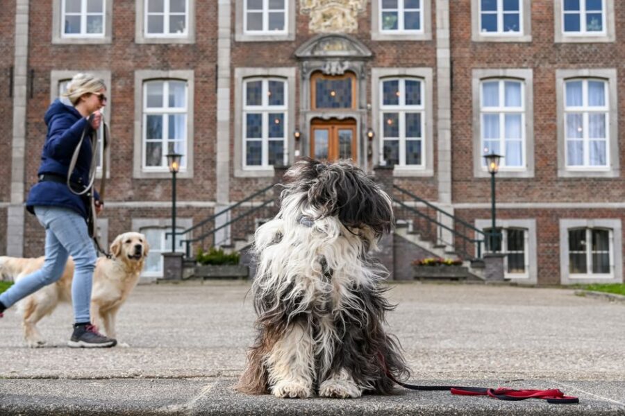 Gelukkige hond en kat samen