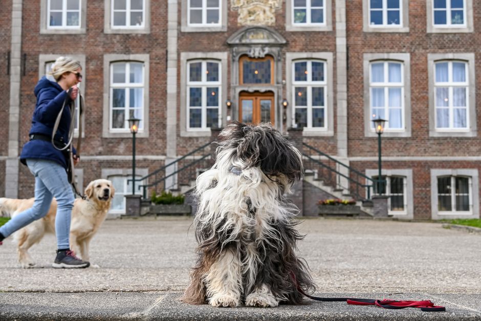 Gelukkige hond en kat samen