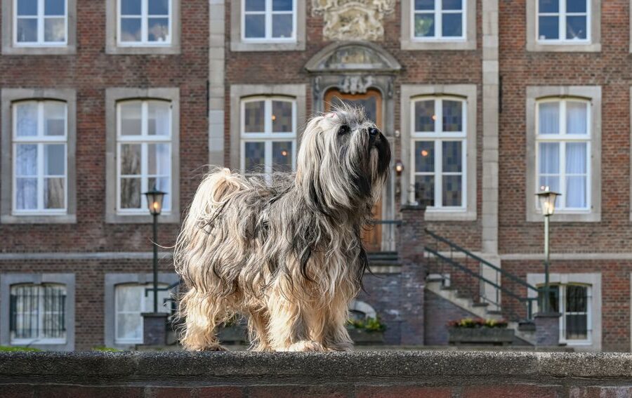 Huisdier bij dierenarts
