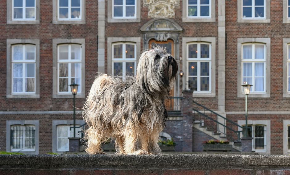 Huisdier bij dierenarts