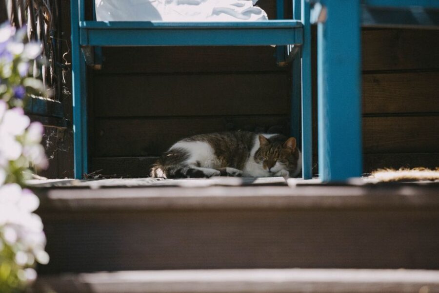 Vrolijke honden en katten in een huisdierverzekering setting