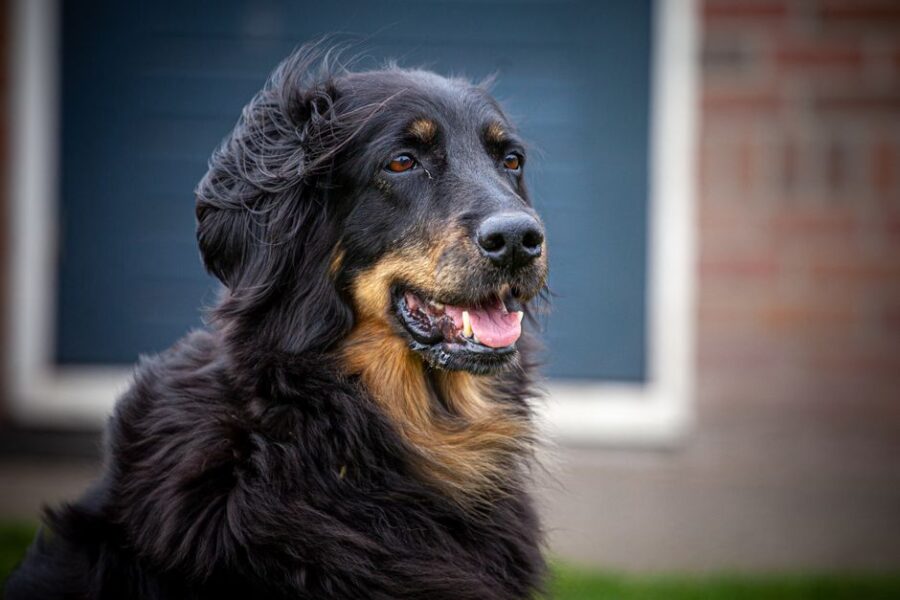 Een hond en een kat spelen samen, symboliserend de verantwoordelijkheid van huisdieren.