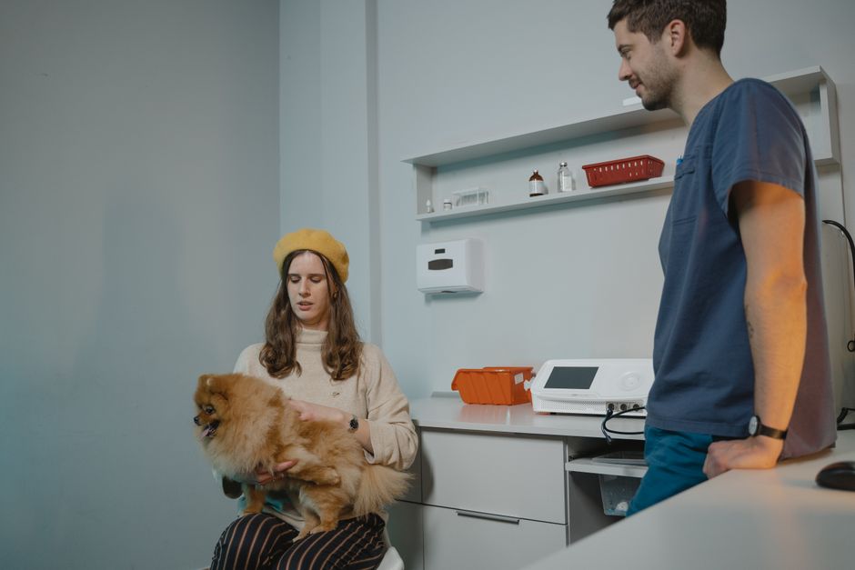 Hond en kat samen op de bank