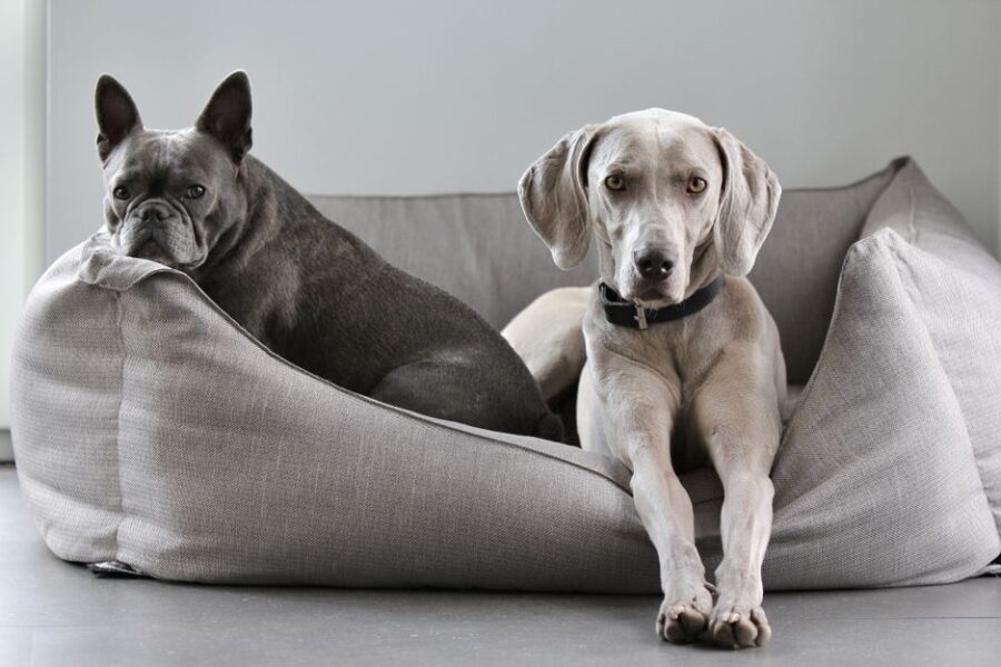 Een blije hond en kat in huis