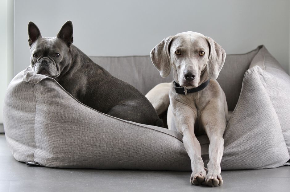 Een blije hond en kat in huis