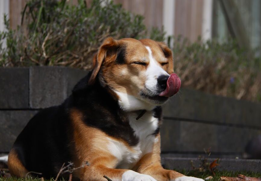 Een hond en kat in een dierenartspraktijk