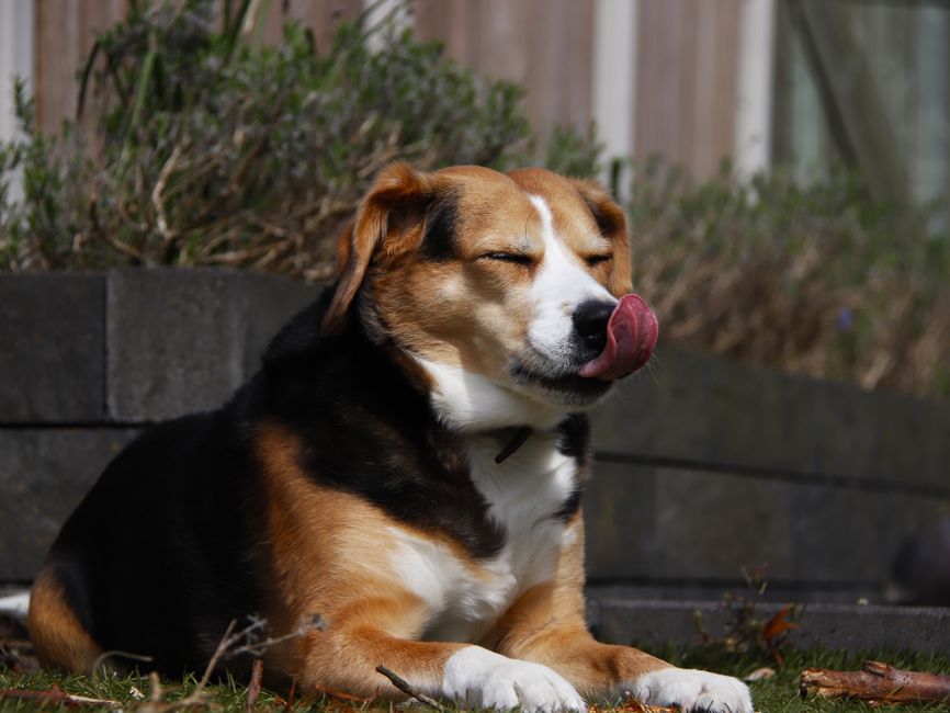 Een hond en kat in een dierenartspraktijk