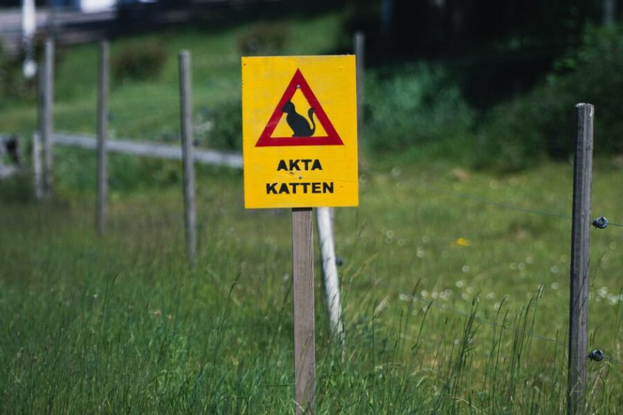 Oude hond en kat met dierenarts