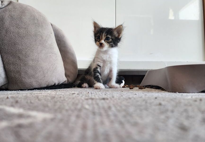Puppy en kitten samen