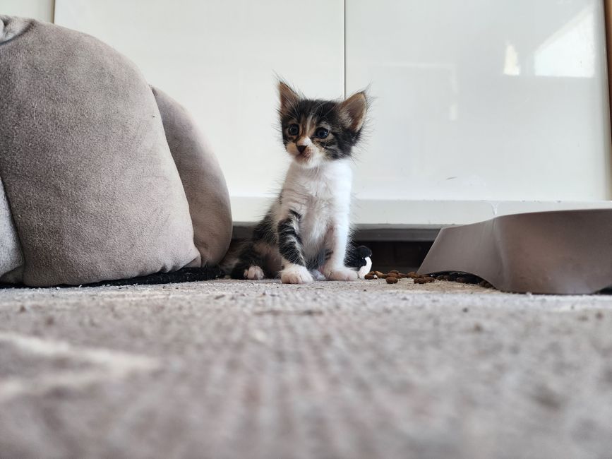 Puppy en kitten samen