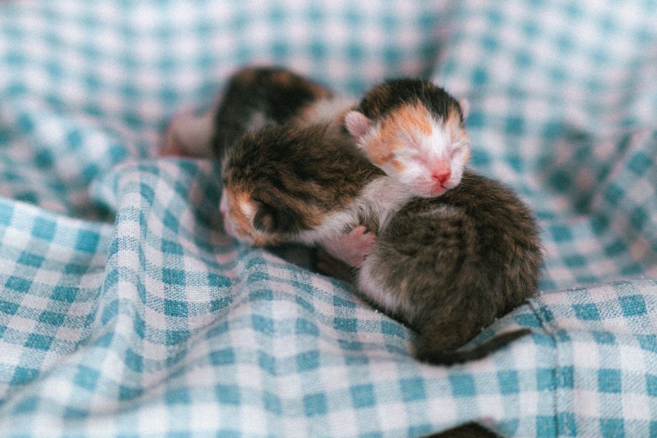 Schattige puppy's en katten