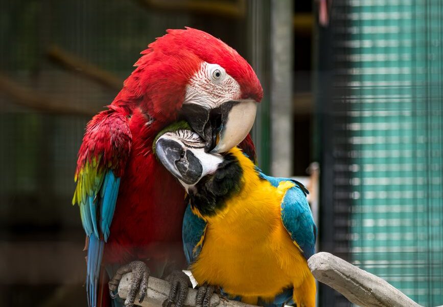 Exotische huisdieren in een veilige omgeving
