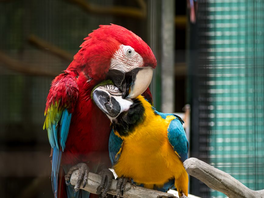 Exotische huisdieren in een veilige omgeving
