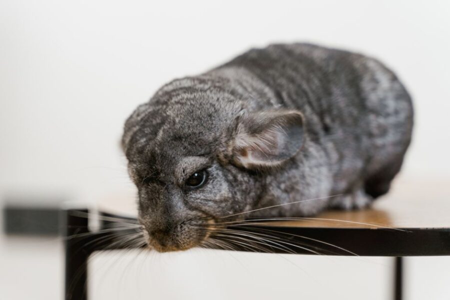 Exotische huisdieren zoals konijnen, reptielen en papegaaien.