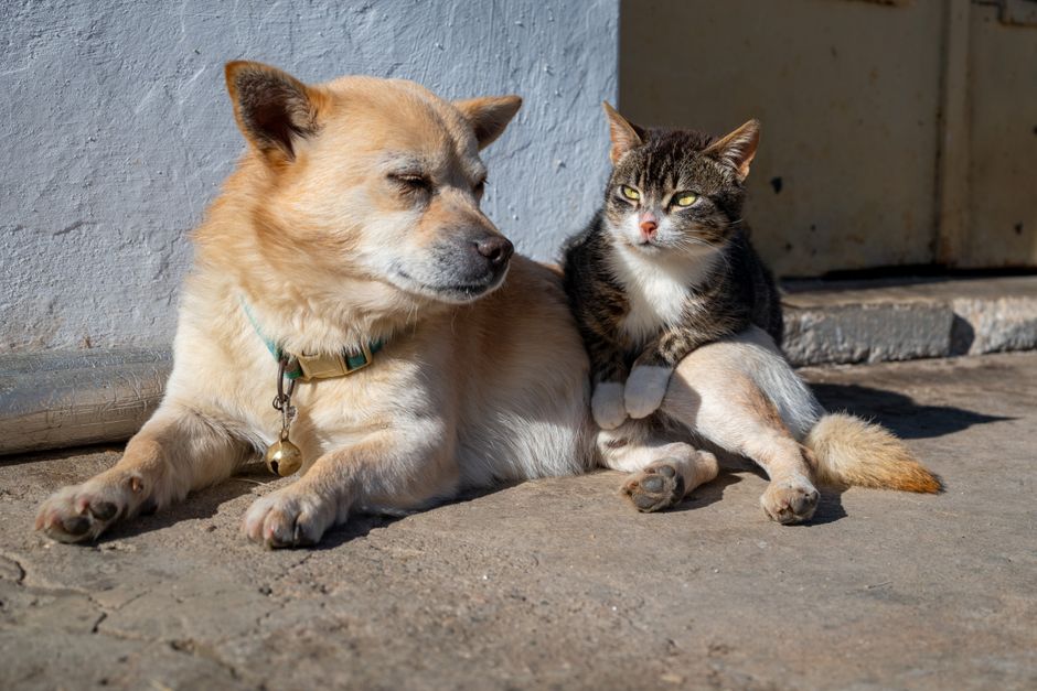 Gelukkige hond en kat samen