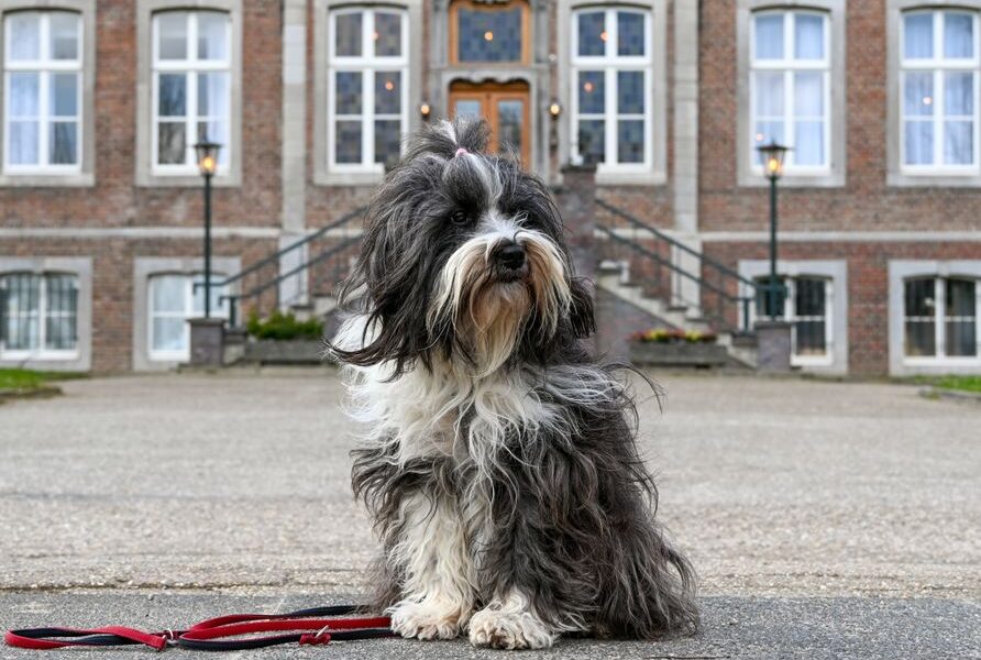 Een blije hond met zijn baasje in de natuur