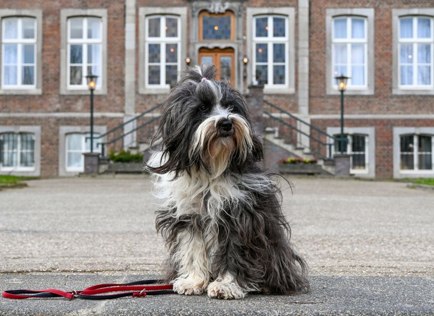 Een blije hond met zijn baasje in de natuur