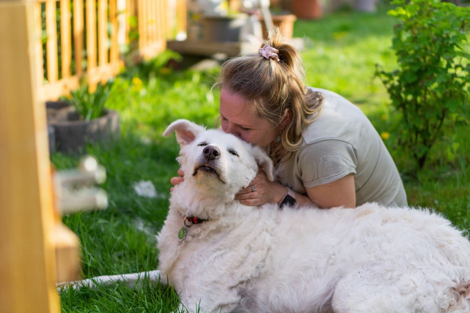 Huisdieren in therapie