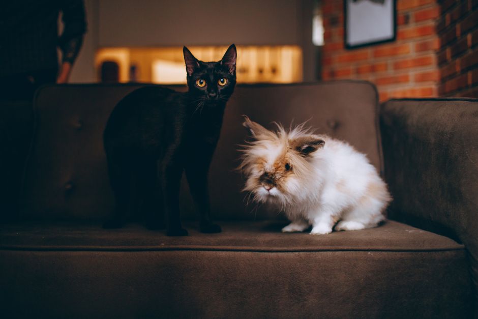 Een gelukkige hond en kat als huisdieren