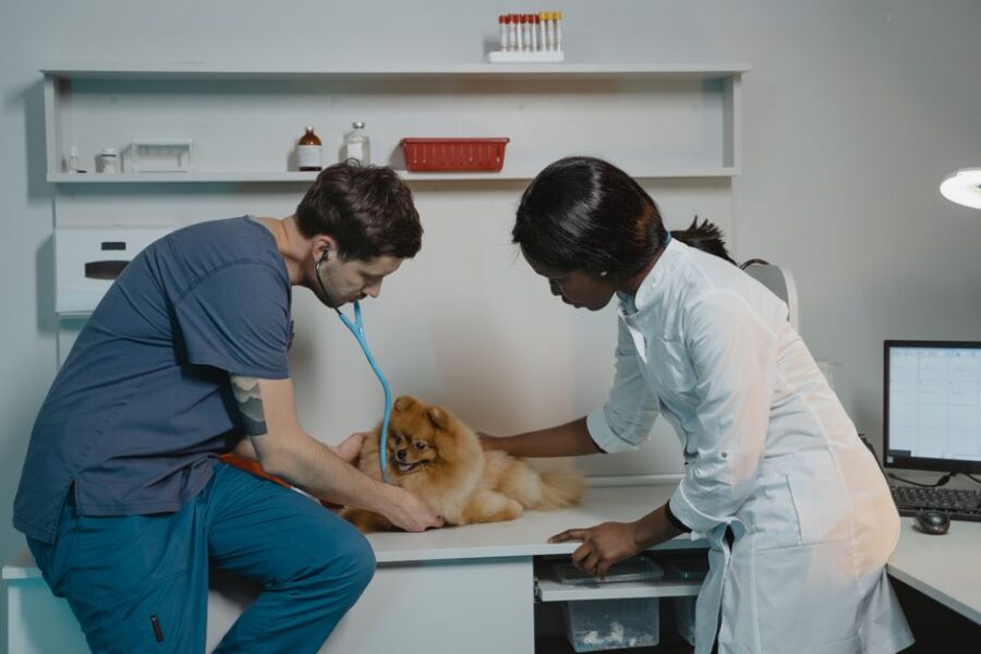 Oude hond bij dierenarts