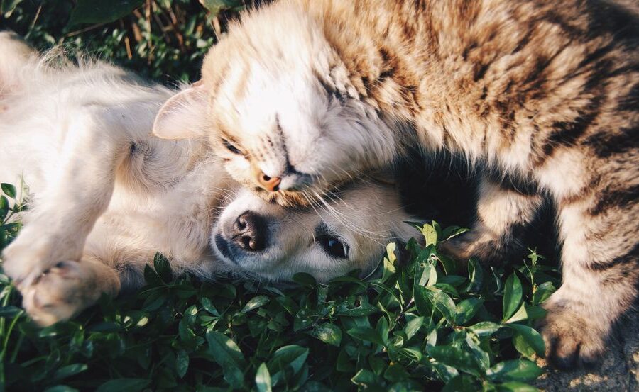 Hond en kat